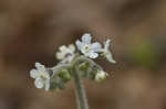 Wild comfrey